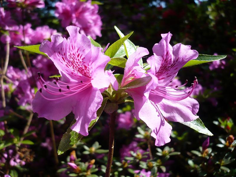 2009-05-19, Rhododendron (2).JPG
